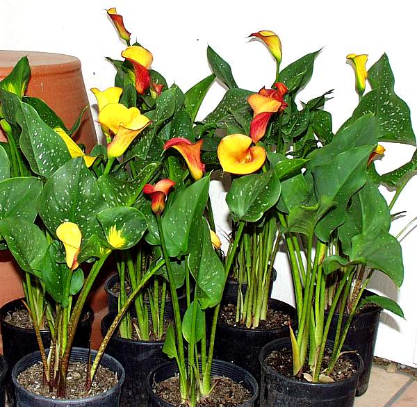 Image of Zantedeschia 'Flame'