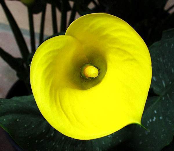 Image of Zantedeschia 'Millennium Gold'