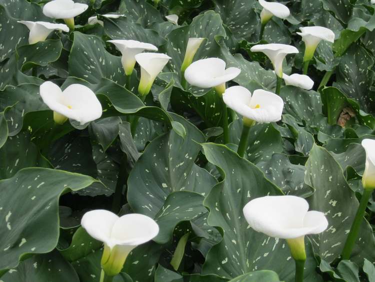 Image of Zantedeschia aethiopica 'White Giant'