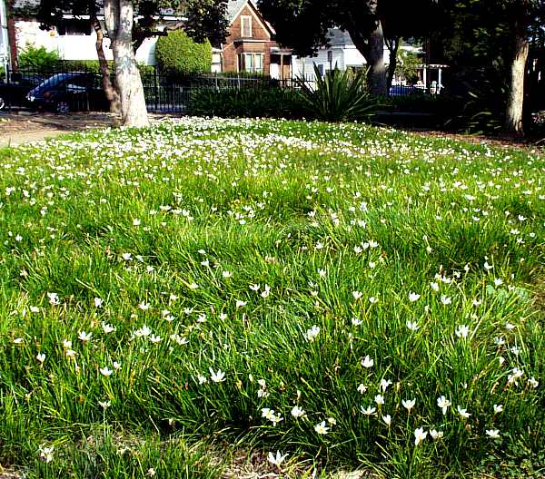 Image of Zephyranthes candida