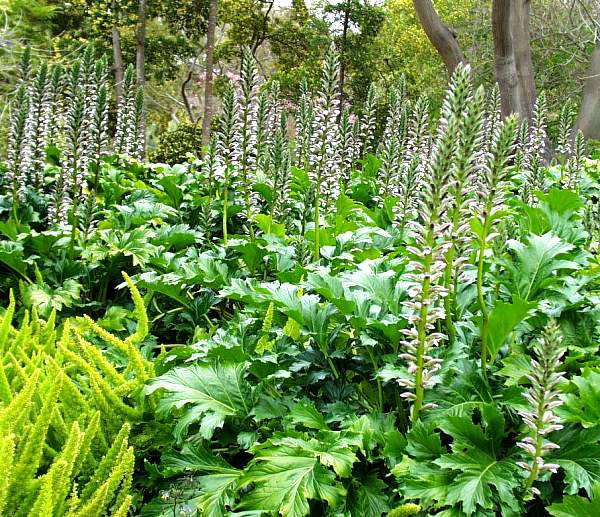 Image of Acanthus mollis