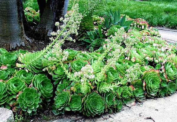 Image of Aeonium 'Alice Keck Park'