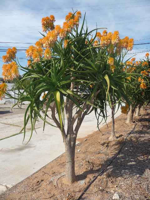 Image of Aloe tongaensis 'Medusa'