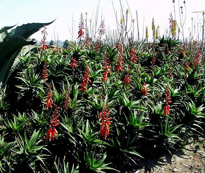 Image of Aloe ciliaris 'Firewall'