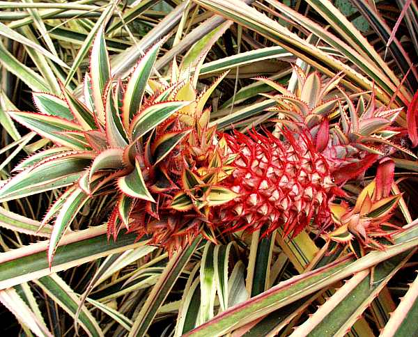 Image of Ananas comosus 'Royal Hawaiian'