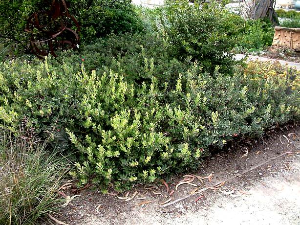 Image of Arctostaphylos 'Pacific Mist'