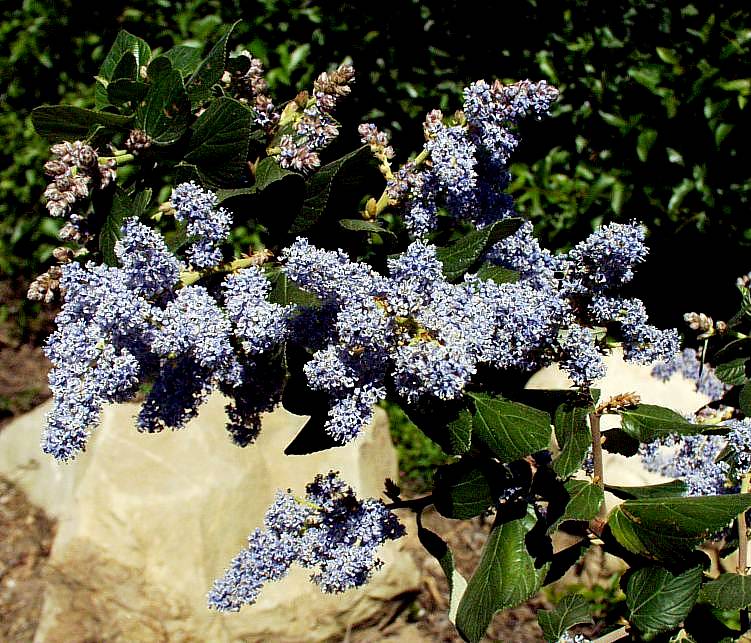 Image of Ceanothus arboreus 'Powder Blue'