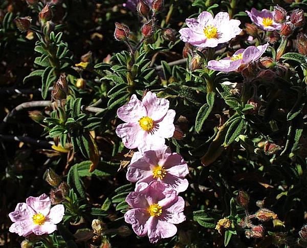 Image of Cistus x skanbergii