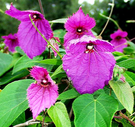 Image of Dalechampia aristolochiifolia