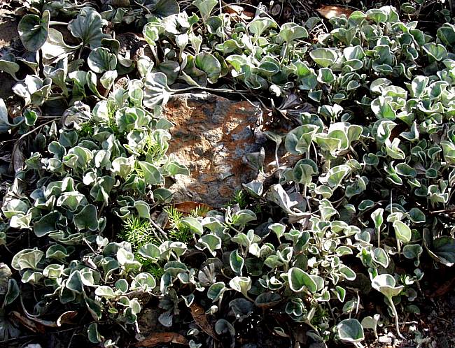 Image of Dichondra argentea