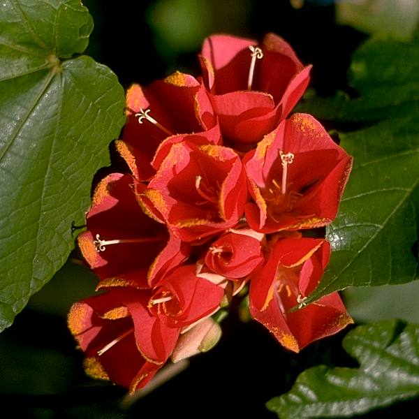 Image of Dombeya cacuminum