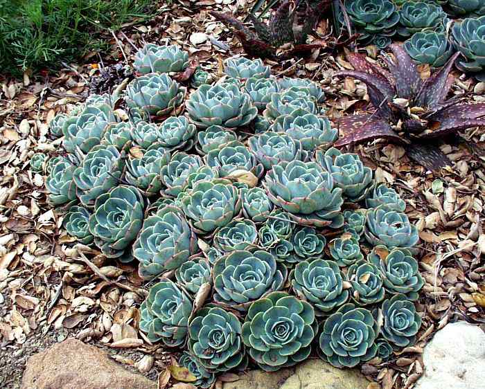 Image of Echeveria x imbricata