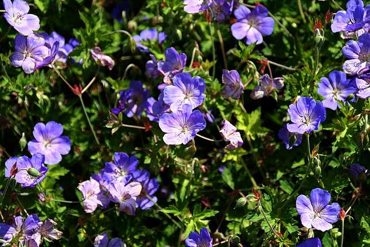 Image of Geranium Rozanne ['Gerwat']