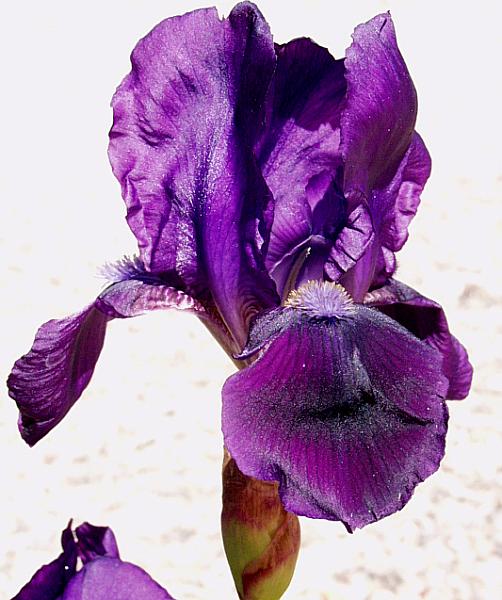 Image of Iris 'Grandma's Purple Flag'