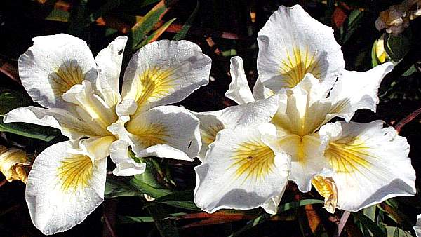 Image of Iris douglasiana 'Canyon Snow'