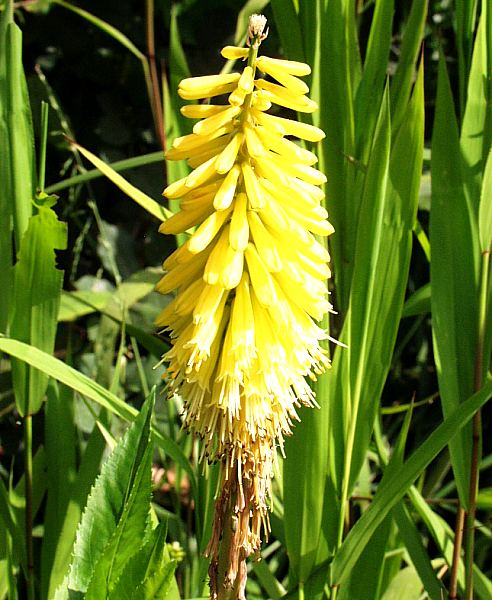 Image of Kniphofia 'Dwarf Yellow'