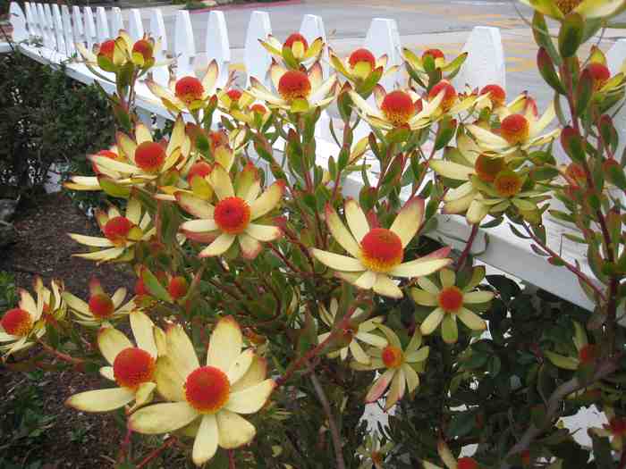 Image of Leucadendron 'Cloudbank Ginny'