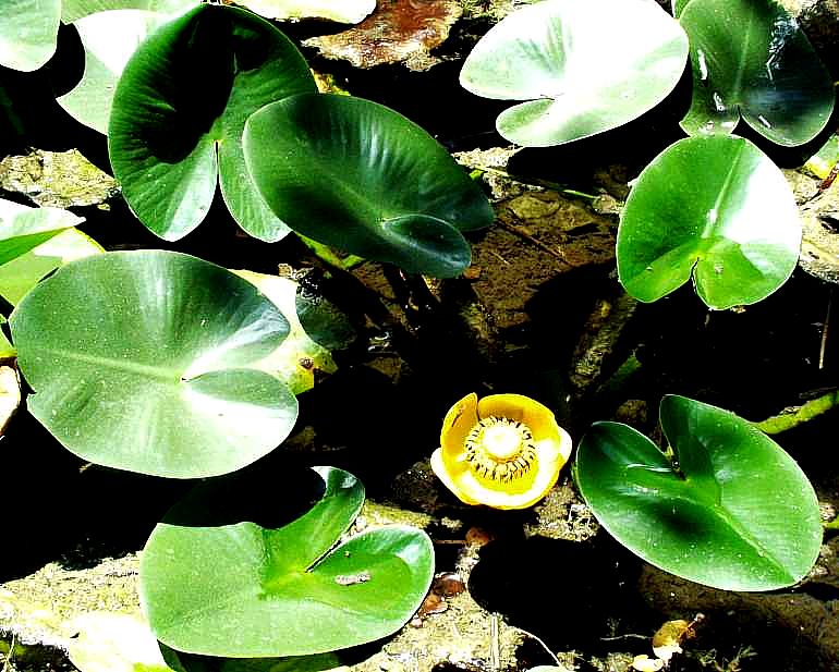 Image of Nuphar polysepalum (Aquatic)