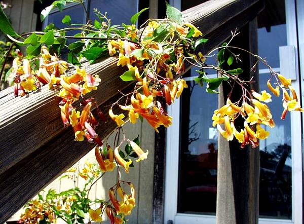 Image of Pandorea pandorana 'Golden Showers'