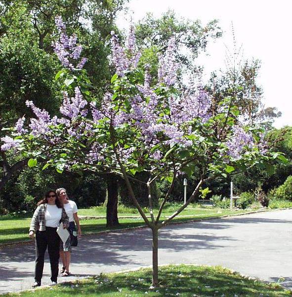 Image of Paulownia kawakamii