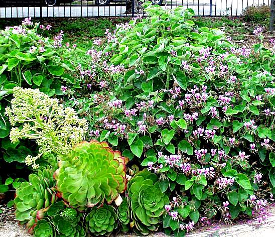 Image of Pelargonium cordifolium