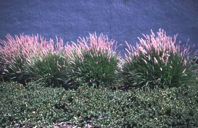 Image of Pennisetum orientale