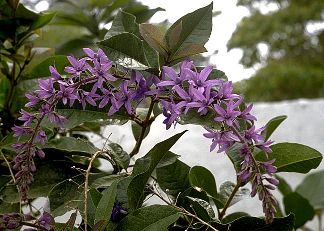 Image of Petrea volubilis