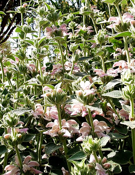 Image of Phlomis cashmeriana