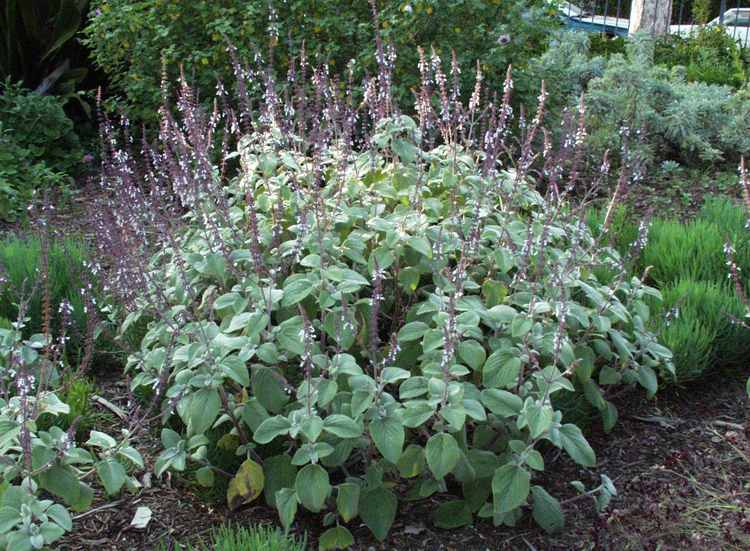 Image of Plectranthus argentatus