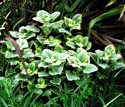 Image of Plectranthus forsteri 'Aureus Variegatus'