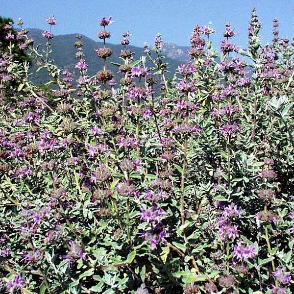 Image of Salvia leucophylla 'Amethyst Bluff'