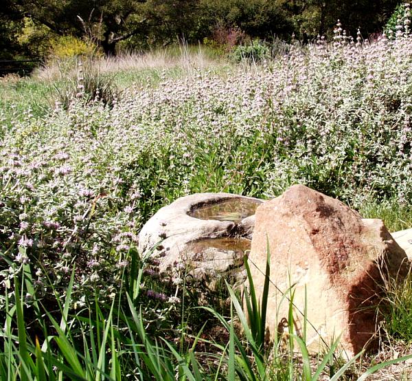 Image of Salvia leucophylla 'Point Sal Spreader'