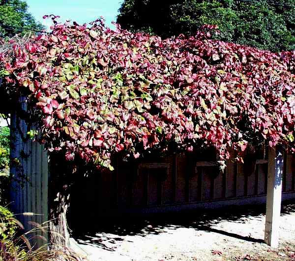 Image of Vitis 'Roger's Red'