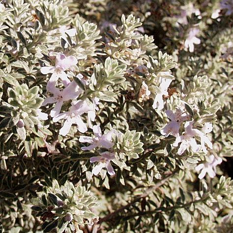 Image of Westringia fruticosa 'Smokey'