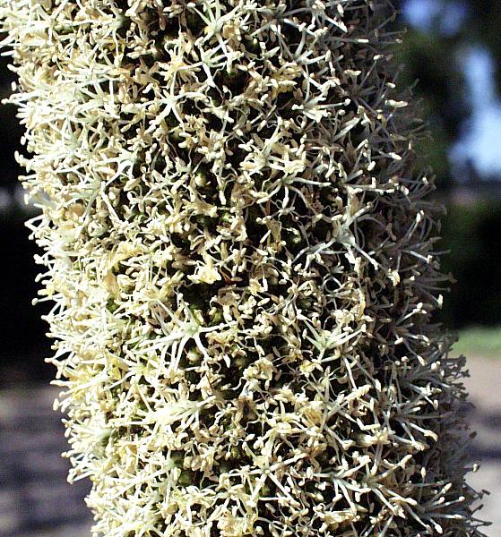 Image of Xanthorrhoea quadrangulata