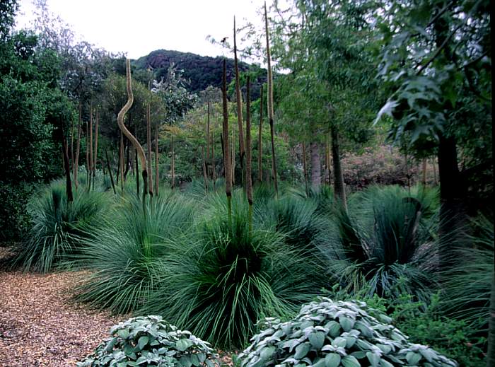 Image of Xanthorrhoea preissii